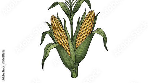 Detailed botanical illustration of two ears of corn on the cob wrapped in their natural green husks for agricultural themes.