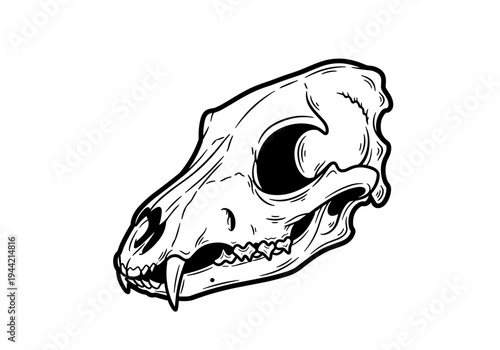 Detailed illustration of a dog skull in black and white.