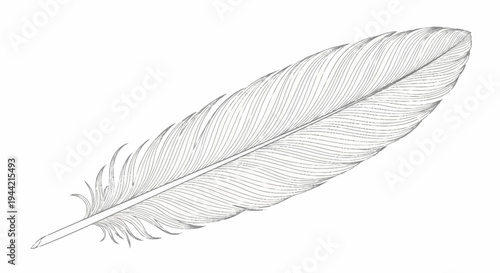 Detailed Sketch of a Single White Bird Feather.