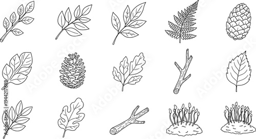 Collection of hand-drawn forest elements including leaves, pinecones, branches, and moss