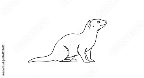 Line drawing of a mongoose posed on a white background with upward gaze