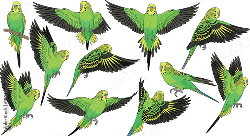 Green Budgerigar Parrot Vector Set with Flying and Perching Poses Detailed Budgie Bird Illustration for Nature and Pet Design