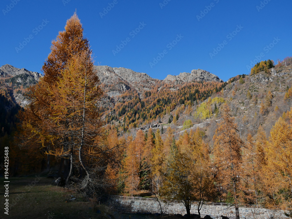 Fototapeta premium Autumn in the Alps. Chardonney, a hamlet of Champorcher, Aosta Valley, Alps, Italy.