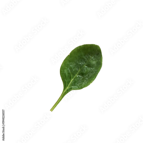 Single spinach leaf isolated on white background showing fresh green organic vegetable.