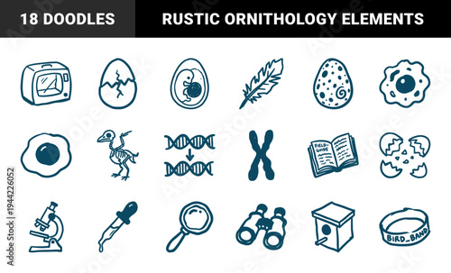 Hand-drawn ornithology and avian biology elements for nature education. Rustic naive marker sketch illustrations of bird life cycles and research tools.