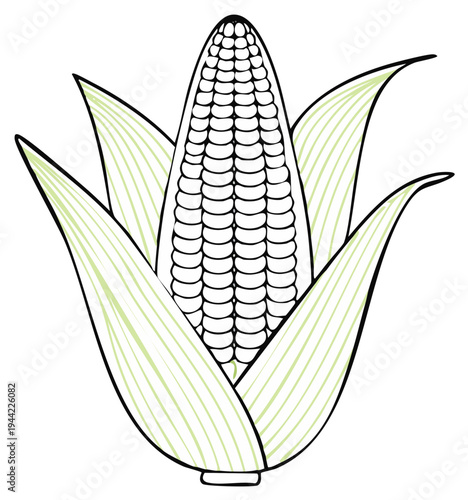 Fresh Corn Cob with Green Leaves Vector Illustration Agriculture Food Ingredient Organic Harvest