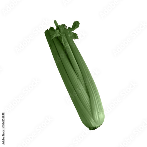 Single fresh celery stalk isolated on white background, healthy green vegetable ingredient.Vegetables