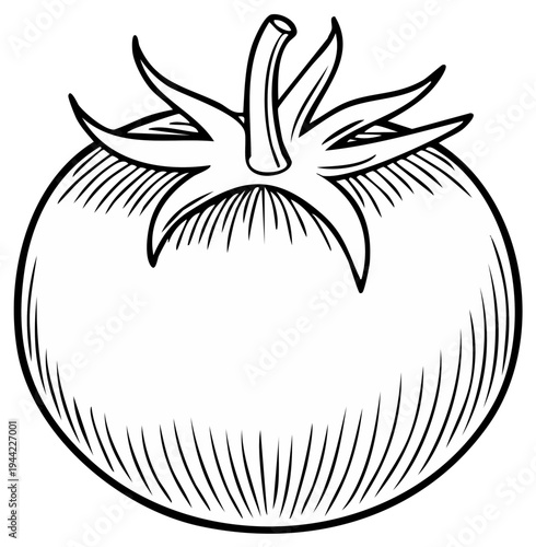 Ink drawing of a ripe tomato isolated on white