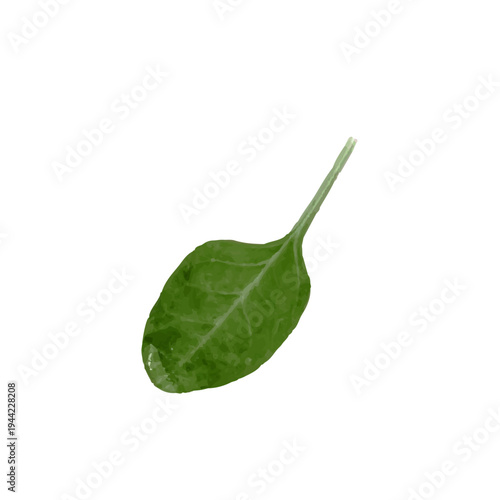 Baby spinach leaf isolated on white background fresh organic leafy vegetable.
