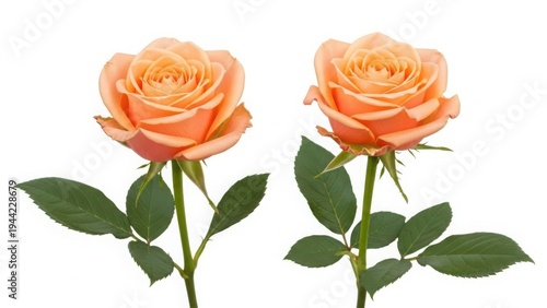 Two fresh orange roses on white background