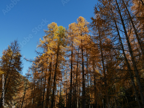 Autumn in the Alps. Chardonney, a hamlet of Champorcher, Aosta Valley, Alps, Italy.