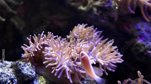 サンゴ礁と美しい魚たち。海の水中生物や熱帯魚