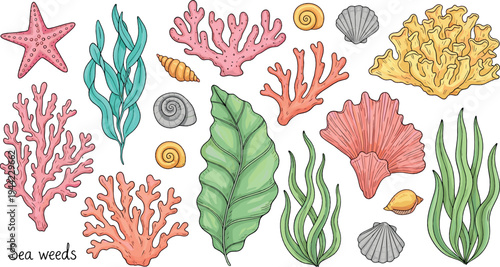 Hand drawn seaweed, coral and seashell vector set with marine plants ocean botanical illustration collection