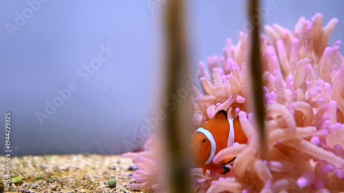 サンゴ礁と美しい魚たち。海の水中生物や熱帯魚