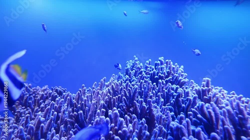 サンゴ礁と美しい魚たち。海の水中生物や熱帯魚