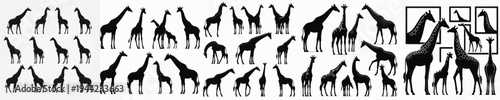 Vector set image silhouette of giraffe