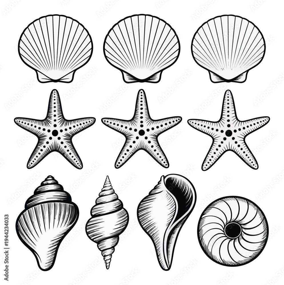 Obraz premium Sea Shells and Starfish Vector Illustration