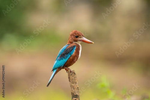 Canvastavla White-throated kingfisher (Halcyon smyrnensis) also known as the White-breasted