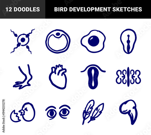 Hand-drawn avian biology and embryonic development sketches for educational branding. Crude blue marker doodles of chick life cycle and anatomy.