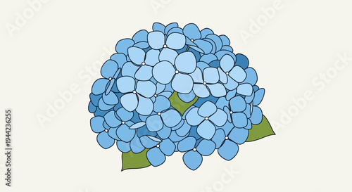 Blue Hydrangea Flower Closeup View.