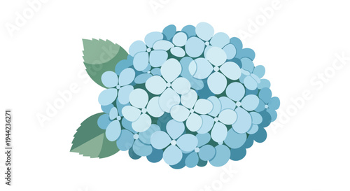 Blue Hydrangea Flower Closeup View.