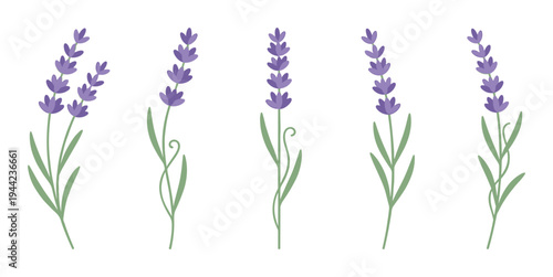 Lavender flower sprigs set with purple blossoms and green leaves collection