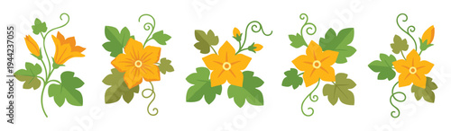 Yellow pumpkin flower blossoms with green leaves and curly vine tendrils