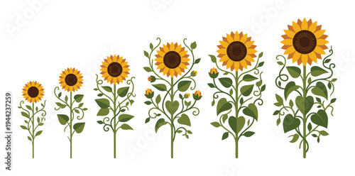 Sunflower growth stages from small sprout to large blooming flower illustration