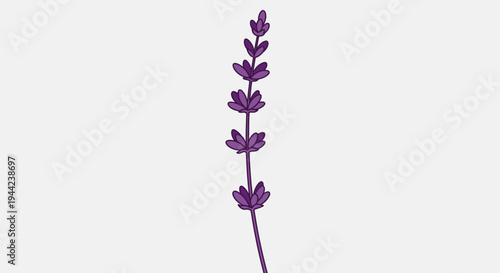 Purple Lavender Flower Stem Isolated.