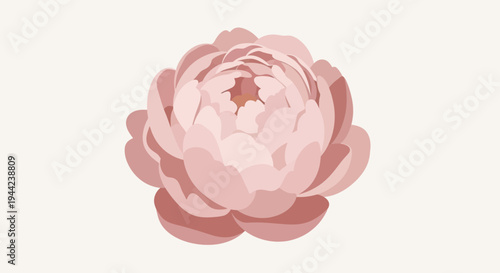 Beautiful Pink Peony Flower Closeup.