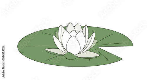 White lotus flower on green leaf.
