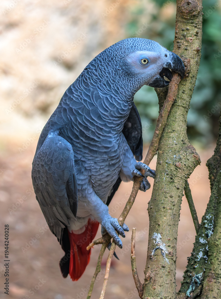 Obraz premium Grey parrot wildlife colored bird