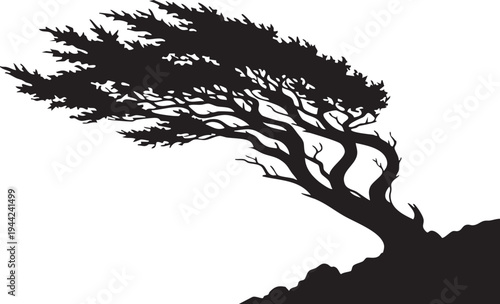Windblown Cypress Tree Sculpted Leaning Silhouettes