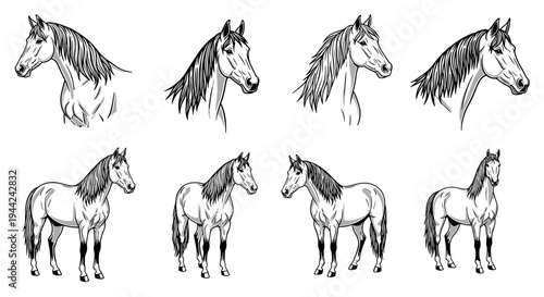 Collection of Hand-Drawn Horse Sketches in Various Poses and Perspectives.