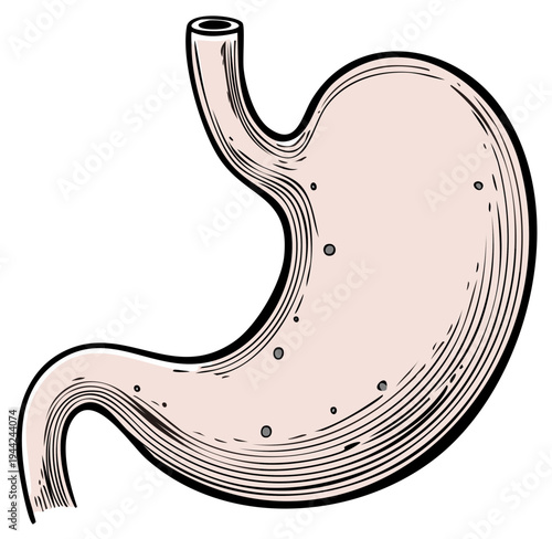 Medical illustration of human stomach with shading details, digestive system, anatomy, healthcare concept