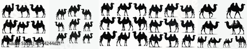 Vector set image silhouette of camel