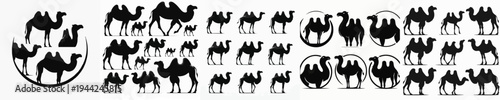 Vector set image silhouette of camel