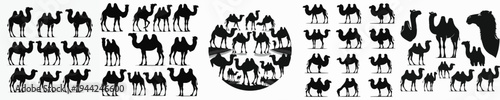 Vector set image silhouette of camel