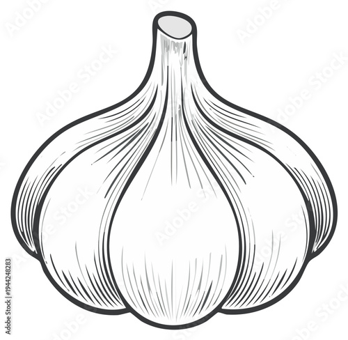 Illustration of a Garlic Bulb, Vector Outline, Food Ingredient