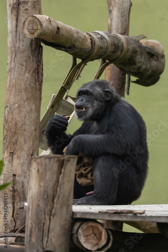 Close up of a grown-up adult gorilla doing an activity with hands in a zoo.