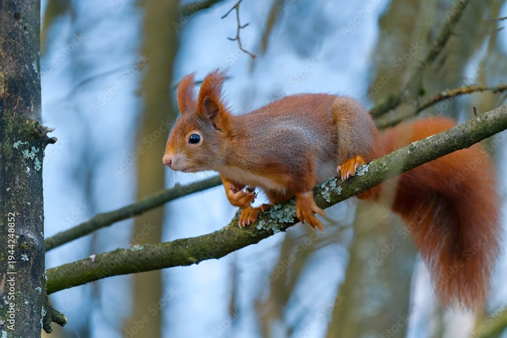 Naklejka premium A cute european red squirrel sits on a branch, blue sky in the background. A european red squirrel in the nature habitat. Sciurus vulgaris