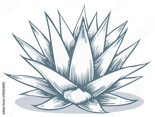 Stylized Drawing of a Succulent Plant with Sharp Pointed Leaves in Monochrome