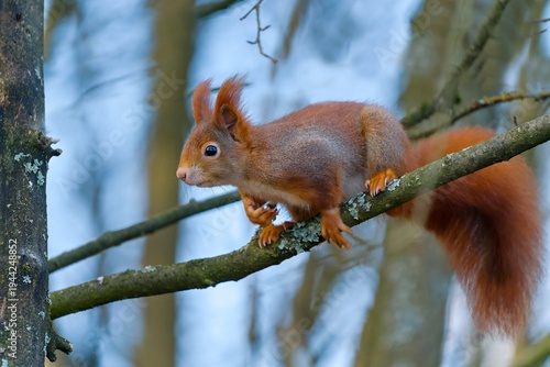 A cute european red squirrel sits on a branch, blue sky in the background. A european red squirrel in the nature habitat. Sciurus vulgaris