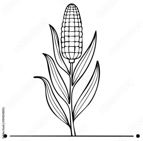 Elegant corn stalk illustration with detailed kernels and graceful leaves black and white line art vector drawing isolated.