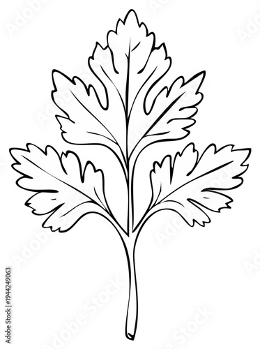 Monochrome illustration of a parsley leaf isolated on white, plant study