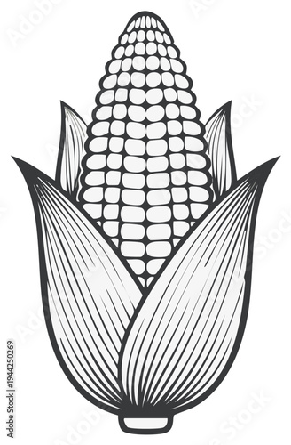 Detailed Outline Illustration of a Ripe Corn Cob with Husk Leaves
