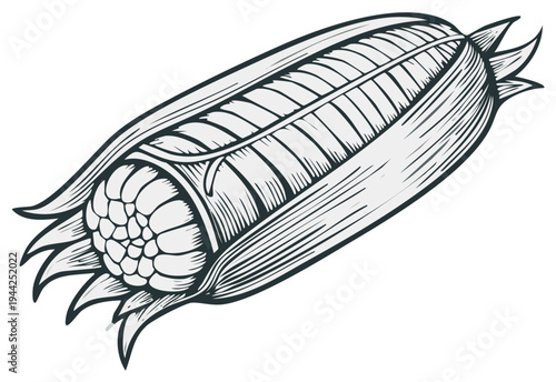 Detailed drawing of a fresh corn on the cob, black and white illustration