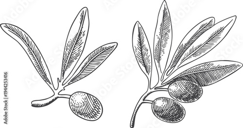 Drawing olives branch. Hand painted floral illustration olive fruit, tree branches, leaves isolated background vector. Drawings food. Edible foliage. For menu, wrapping, gift card wedding stationary.