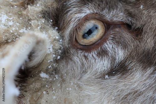 Φωτογραφία close up of goats eye
