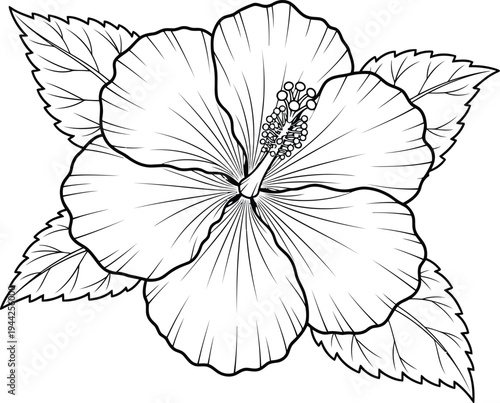 Black outline coloring book Black and white line drawing of a hibiscus flower with leaves